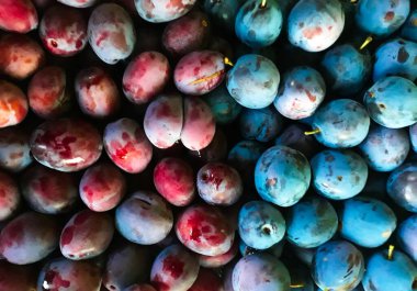 Yan yana, farklı renklerde iki farklı erik yetiştirme çiftliği.