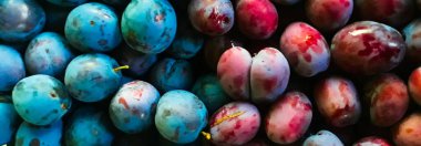 Yan yana, farklı renklerde iki farklı erik yetiştirme çiftliği.