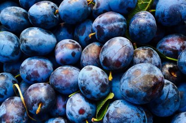 Bir demet güzel mavi erik, arka plan afişi