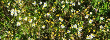 Çimenlerdeki papatya çiçekleri, baskın papatya çiçekleri, arka plan, pankart.