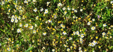Çimenlerdeki papatya çiçekleri, baskın papatya çiçekleri, arka plan, pankart.