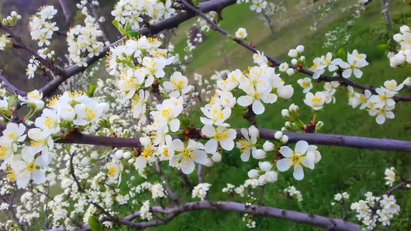 Blooming flowers of plums, spring plum blossoms, beautiful white flowers, background.