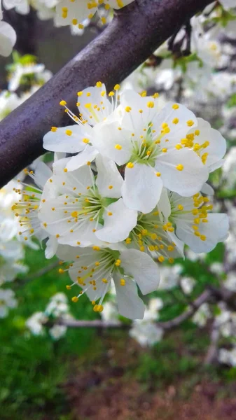 Blooming flowers of plums, spring plum blossoms, beautiful white flowers, Prunus domestica, flowers, background.