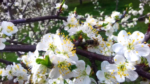 Kwitnące Kwiaty Śliwek Wiosenne Kwiaty Śliwek Piękne Białe Kwiaty Prunus — Zdjęcie stockowe