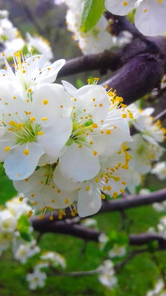Blooming Flowers Plums Spring Plum Blossoms Beautiful White Flowers Prunus — Stock Photo, Image