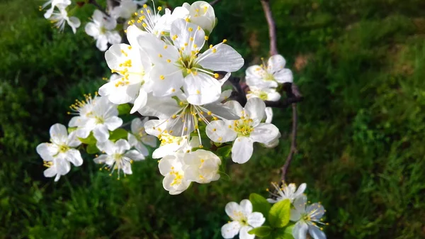Blooming flowers of plums, spring plum blossoms, beautiful white flowers, Prunus domestica, flowers, background.