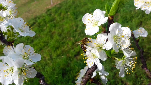 Flores Florescentes Ameixas Flores Ameixa Primavera Belas Flores Brancas Prunus — Fotografia de Stock