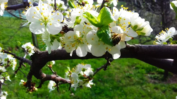 Flores Florecientes Ciruelas Flores Ciruela Primavera Hermosas Flores Blancas Prunus — Foto de Stock