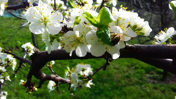 Bloeiende Bloemen Van Pruimen Lente Pruim Bloesems Mooie Witte Bloemen — Stockfoto