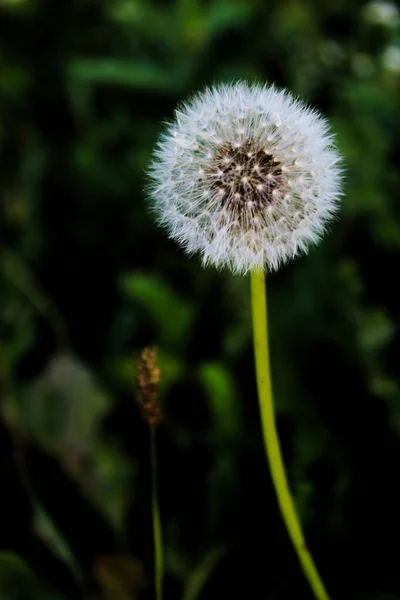 White Dandelion Green Background Grass Macro Photography — Stock Photo, Image