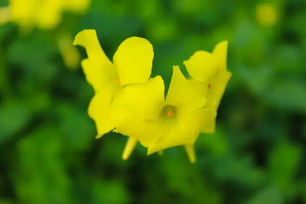 Primer Plano Flor Amarilla Fondo Verde Bandera —  Fotos de Stock