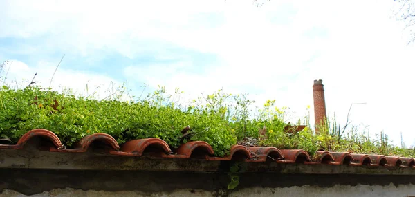 a paradise on the roof, various plants on the tile roof, background, wallpaper, nature always wins