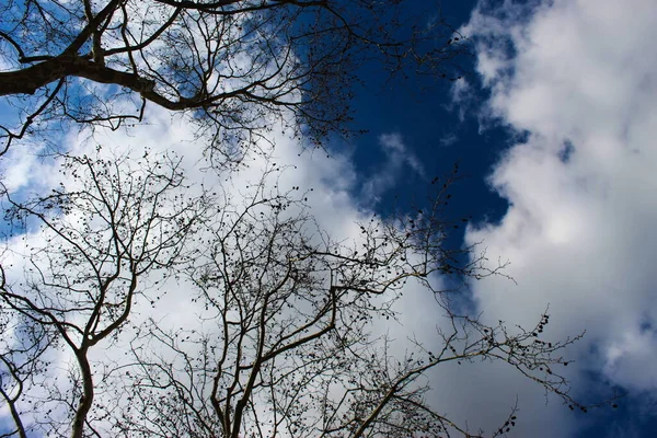 Céu Azul Com Nuvens Ramos Madeira Fundo — Fotografia de Stock