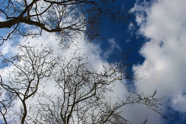 Cielo Blu Con Nuvole Rami Legno Sfondo — Foto Stock