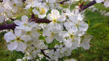 Erik çiçekleri, meyve bahçesinde erik çiçekleri bahar çiçekleri, beyaz çiçekler.