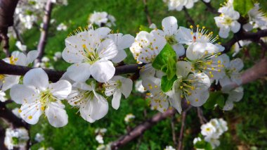 Erik çiçekleri, meyve bahçesinde erik çiçekleri bahar çiçekleri, beyaz çiçekler.
