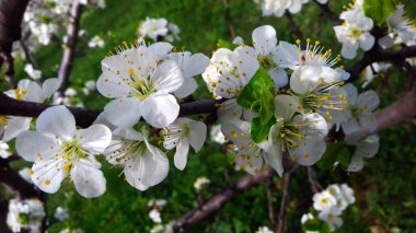 Erik çiçekleri, meyve bahçesinde erik çiçekleri bahar çiçekleri, beyaz çiçekler.