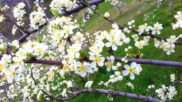 Fiori Prugna Fiori Prugna Nel Frutteto Fiori Primaverili Fiori Bianchi — Foto Stock