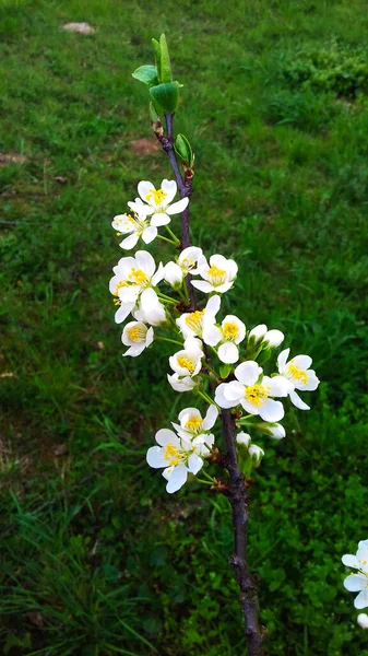 Szilvavirág Szilvavirág Gyümölcsösben Szilva Tavaszi Virág Fehér Virágok — Stock Fotó