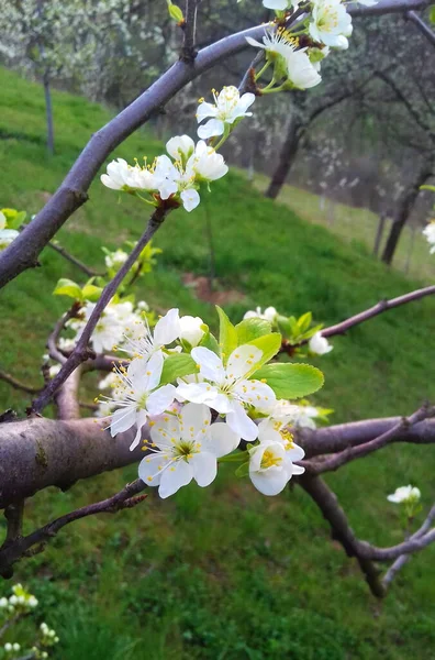 Слива Цветет Слива Цветет Саду Сливы Весенний Цветок Белые Цветы — стоковое фото