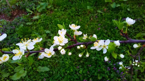 Pflaumenblüten Pflaumenblüte Obstgarten Pflaume Frühlingsblüte Weiße Blumen — Stockfoto
