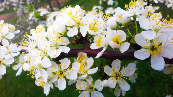 plum blossoms, plum blossom in orchard plum, spring blossom, white flowers