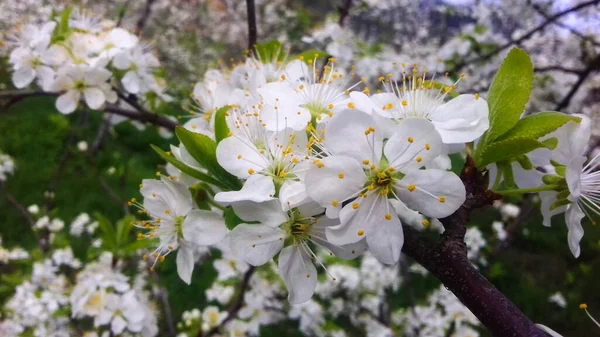 Pruimenbloesems Pruimenbloesem Boomgaard Pruim Lentebloesem Witte Bloemen — Stockfoto