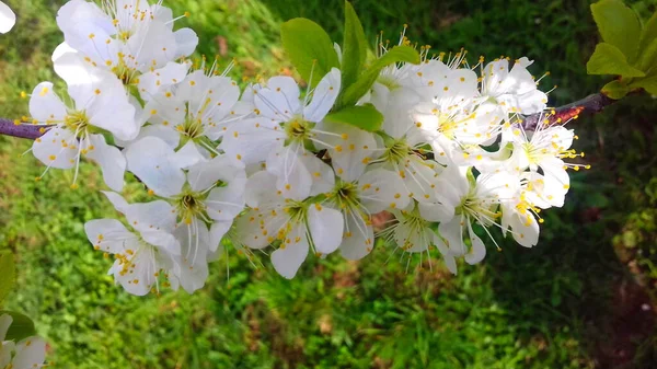 plum blossoms, plum blossom in orchard plum, spring blossom, white flowers