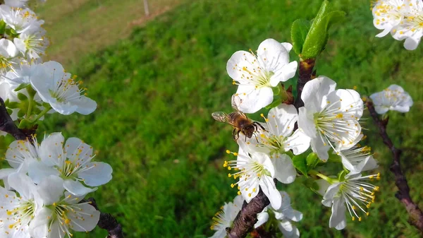 plum blossoms, plum blossom in orchard plum, spring blossom, white flowers