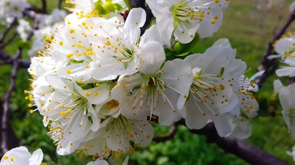 Pruimenbloesems Pruimenbloesem Boomgaard Pruim Lentebloesem Witte Bloemen — Stockfoto