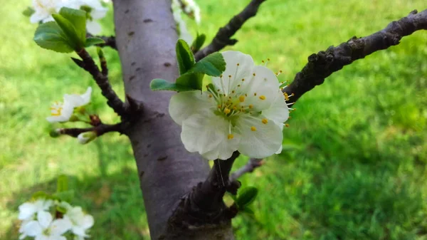 Fiore Prugna Fiore Prugna Nel Frutteto Prugne Fiore Primavera — Foto Stock