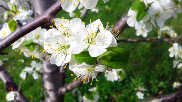 plum blossoms, plum blossom in orchard plum, spring blossom, white flowers