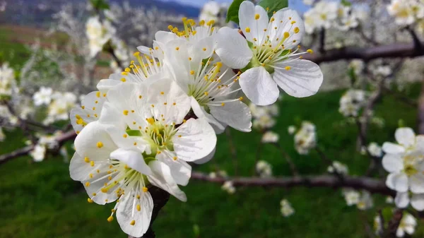plum blossoms, plum blossom in orchard plum, spring blossom, white flowers