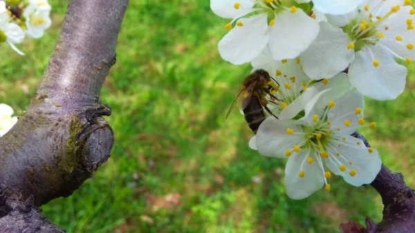 plum blossoms, plum blossom in orchard plum, spring blossom, white flowers with bee