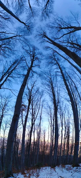 Πανόραμα Στο Δάσος Εικόνα Ολόκληρου Του Δέντρου Ψηλά Δέντρα — Φωτογραφία Αρχείου