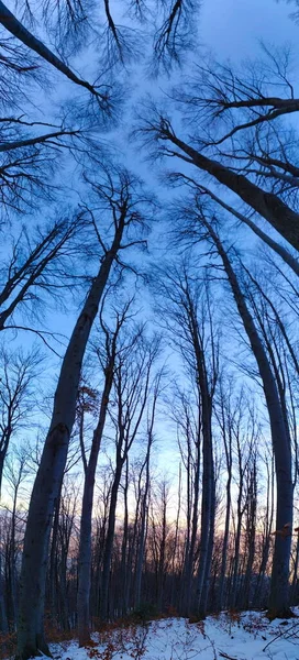 Panorama Skogen Bild Hela Trädet Höga Träd — Stockfoto