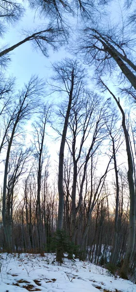panorama in the forest, picture of the whole tree, tall trees