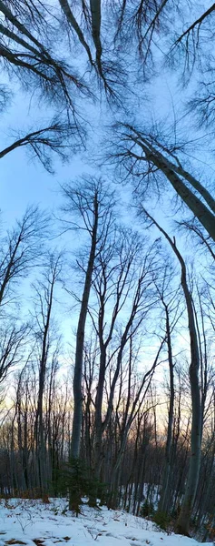 Panorama Dans Forêt Image Tout Arbre Grands Arbres — Photo