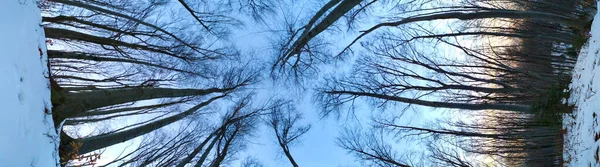 Panorama Dans Forêt Image Tout Arbre Grands Arbres — Photo