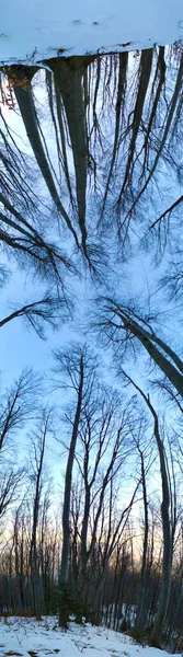 Panorama Nel Bosco Immagine Tutto Albero Alberi Alti — Foto Stock