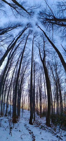 panorama in the forest, picture of the whole tree, tall trees