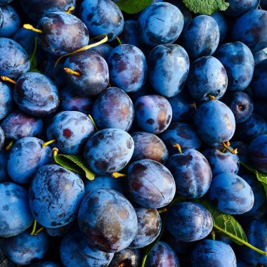 Erik, bir sürü güzel mavi erik, erikler arasında biraz yaprak, arka plan.