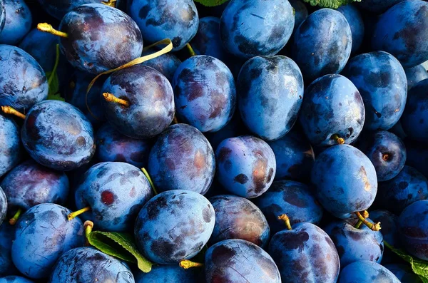 Pruimen Veel Heel Mooie Blauwe Pruimen Tussen Pruimen Wat Bladeren — Stockfoto