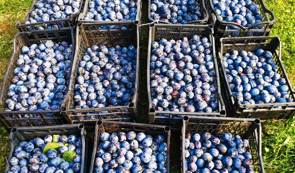 Plums Lot Very Beautiful Blue Plums Plums Some Leaves Background — Stock Photo, Image