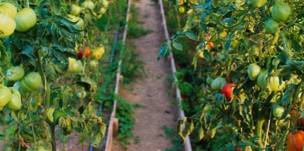温室でトマトを栽培しています プレートの両側にトマトを栽培し その間を通る道 — ストック写真