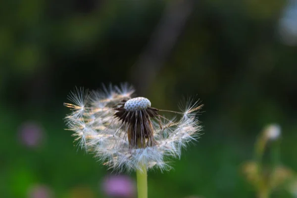 Pissenlit Aux Graines Soufflées Pissenlit Soufflé Sur Herbe Prairie — Photo