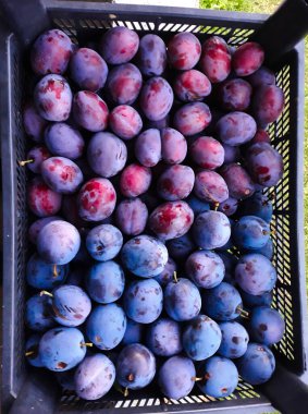 İki farklı erik tarlası, biri plastik sepette, biri bir sepetin içinde, biri diğerinin içinde..