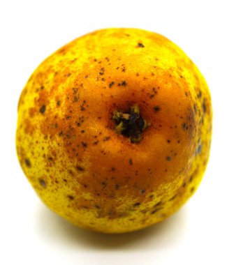 Beyaz arka planda güzel sarı bir armut. Beyaz arka planda siyah noktalı sarı armut.