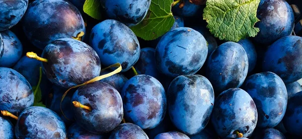 Pflaumen Viele Sehr Schöne Blaue Pflaumen Zwischen Pflaumen Ein Paar — Stockfoto