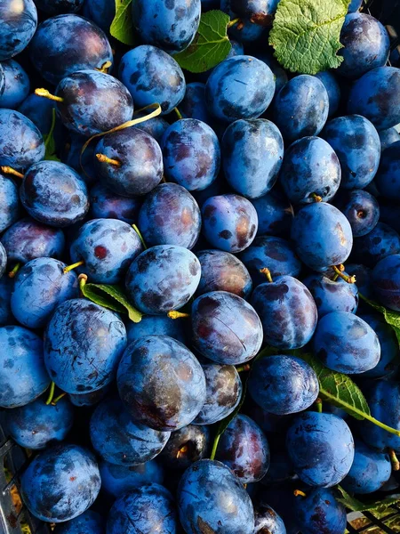 Plums Lot Very Beautiful Blue Plums Plums Some Leaves Background — Stock Photo, Image